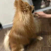 پامرانین|سگ|شاهین‌شهر, خانه کارگر|دیوار