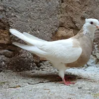 ۶ماده کبوترطوقی کارتونی آجری زرین سرکه‌ای کرم زرد|پرنده|اهواز, علی آباد|دیوار
