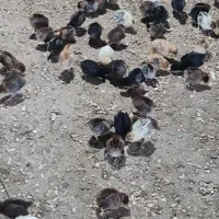 جوجه ۲۰ روزه