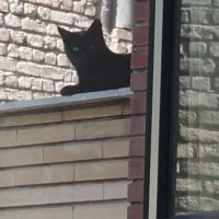 گربه ماده ۲ساله