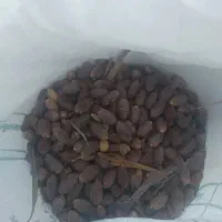 حشف خرما