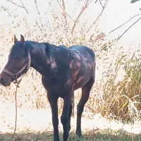 15عدد اسب مادیون|اسب و تجهیزات اسب‌سواری|سیلوانه, |دیوار