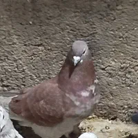 کفتر یا کبوتر