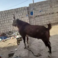 پاچن|حیوانات مزرعه|ایرانشهر, |دیوار