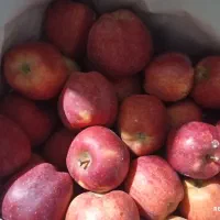 فروش سیب|خوردنی و آشامیدنی|باغ حلی, |دیوار