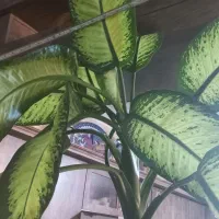 گل دیفن باخیا بزرگ