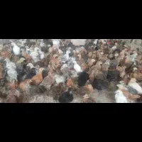 جوجه مرغ محلی|حیوانات مزرعه|کازرون, |دیوار