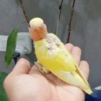 جوجه طوطی برزیلی|پرنده|تهران, کیانشهر|دیوار