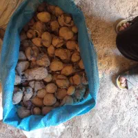 سیب فندقی و سیب جلی دس شده