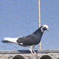 یه جفت کفتر شازده پرش ساعت بالا|پرنده|سیرجان, |دیوار