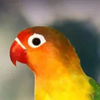 طوطی برزیلی