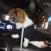 سگ نژاد پیکینیز