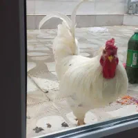 خروس گلین اصل|حیوانات مزرعه|سنندج, |دیوار