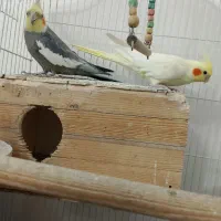 طوطی عروس هلندی مولد