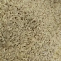 برنج عنبر خوزستان شعیبیه شوشتر