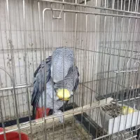 بزرگترین مجموعه کاسکو راهب گرینچیک طوطی در اصفهان|پرنده|اصفهان, عطار نیشابوری|دیوار
