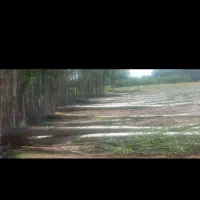 با سلام خرید انواع چوب پالت سه لای گردو و....|خدمات باغبانی و درختکاری|فیرورق, |دیوار