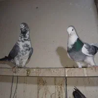 کبوتر پرشی شازده