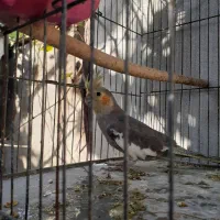 عروس رام اماده حرف زدن