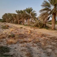 نخل فروشی