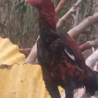 تخم مرغ لاری دوسرافغان