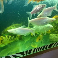 فروش انواع ماهی خانگی|ماهی|اصفهان, مسجد مصلی|دیوار