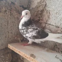 کبوتر پاکستانی و ابلاغ