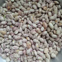 لوبیا چیتی تمیز فریدن