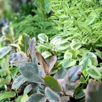 فروشنده آقا یا خانم در فروشگاه گل و گیاه اکباتان