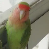 طوطی برزیلی