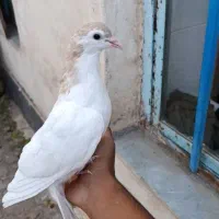 کبوتر|پرنده|کرمان, |دیوار