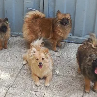 سگ پامرین خانگی خیلی تمیز و سالم