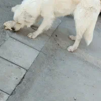 برفی سگ خوشگل آموزش کامل رو دیده