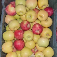 سیب درختی زرد و قرمز|خوردنی و آشامیدنی|شیراز, کاراندیش|دیوار