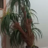 گل مصنوعی