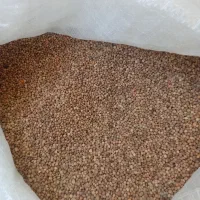 عدس ریز محلی درگز