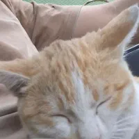 گربه پیدا شده|حیوانات|سمنان, |دیوار