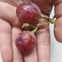 مجموعه بزرگ نهالستان درتاکستان امیران