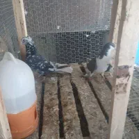 کبوتر|حیوانات|فیروزآباد (فارس), |دیوار