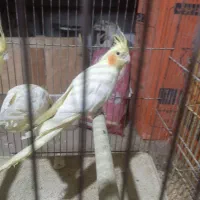 5. جفت عروس هلندی نژاد دار قیمت مناسب گذاشتم.