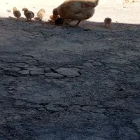 تخم مرغ محلی