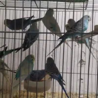 پرنده|پرنده|شاهرود, |دیوار