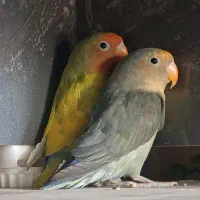 عروس کوتوله