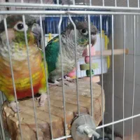 یک جفت گرینچیک نروماده به همراه قفس|پرنده|هشتگرد, شهرک ولیعصر (مهستان)|دیوار