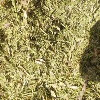 کاه لوبیا چیتی