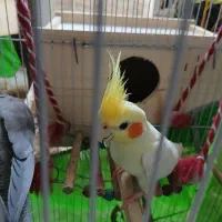 عروس هلندی جفت|پرنده|رشت, یخسازی|دیوار