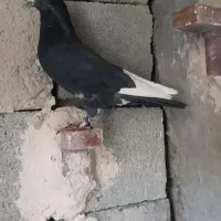 فسا جهرم کفتر پلاکی رنگی