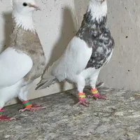 طوقی هفت رنگ