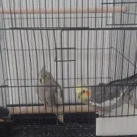 یک جفت عروس هلندی مولد|پرنده|ساوه, |دیوار