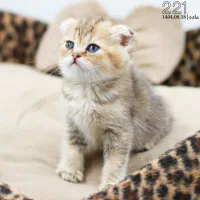 فروشگاه میوشاپ گربه اسکاتیش/بریتیش/پرشین|گربه|تبریز, |دیوار